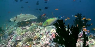 水下珊瑚礁景观。马尔代夫。