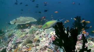 水下珊瑚礁景观。马尔代夫。视频素材模板下载