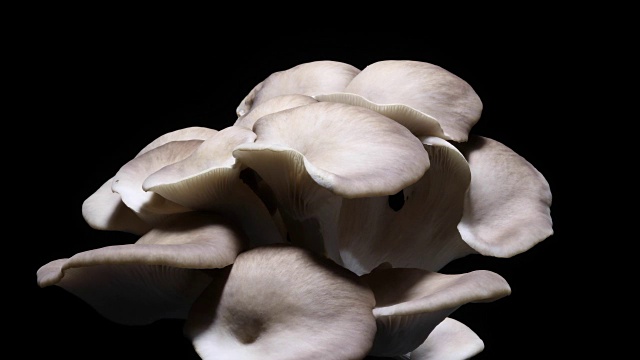 蘑菇生长时间流逝黑色背景DCI4K