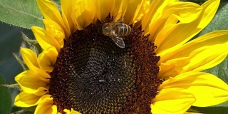 向日葵近距离与蜜蜂