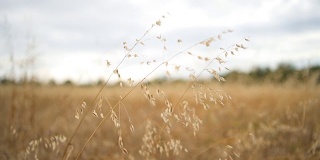麦田里的小麦，慢镜头