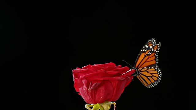 蝴蝶飞红玫瑰在黑色的背景