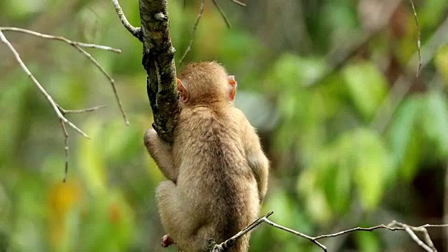 小猴子生活在泰国Khao yai国家公园的天然林里