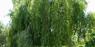 柳树垂挂，垂挂在公园里的柳树，高大的柳树，