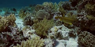 有黄色斑点的箱鲀在礁石上寻找食物。
