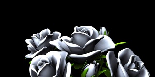黑色背景上的白玫瑰花束