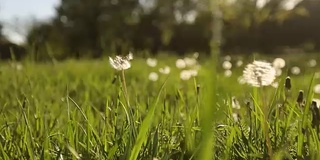 镜头向前移动，穿过白色的蒲公英花和美丽的草地上新鲜的春天绿草。蒲公英有药用功效的植物。夏天的概念。低角度小车稳定拍摄