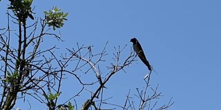 阿尔巴尼亚的家燕(家燕)在一根小树枝上休息。
