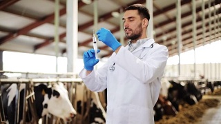 兽医用注射器在农场给牛注射疫苗视频素材模板下载