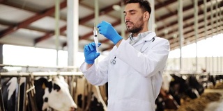 兽医用注射器在农场给牛注射疫苗