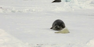 俄罗斯白海上，刚出生的海豹和妈妈在一起。