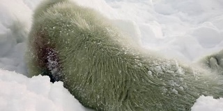 俄罗斯白雪海上的新生海豹。