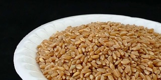 在黑土上做面粉的优质小麦