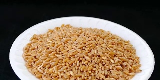 优质小麦在旋转架上制作面粉
