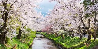 T/L ZO樱花和宁静的河在大野Hakkai