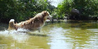 威尔士柯基犬在河边玩玩具
