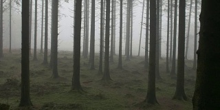 雾中的阴森森的森林