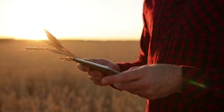 在农业中运用现代技术的智能农业。农民通过应用程序和互联网，用手指触摸麦田里的数字平板电脑显示屏。人手里拿着麦穗