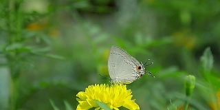 蝴蝶在花园里飞舞，在花上飞舞的视频。