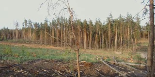 从树上清除的森林地块。